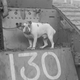 Illustration for article titled The Loyal Dogs Who Served Alongside Human Soldiers In War